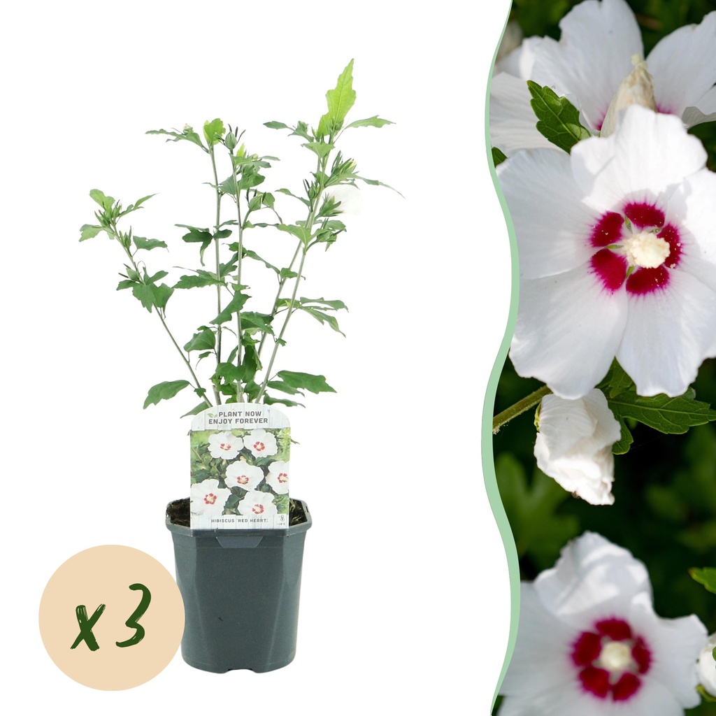 Garden Plant - Hibiscus syriacus Red Heart - Garden Hibiscus - Hardy - White - Red - 3 Plants - Pot 17cm - Height 45cm