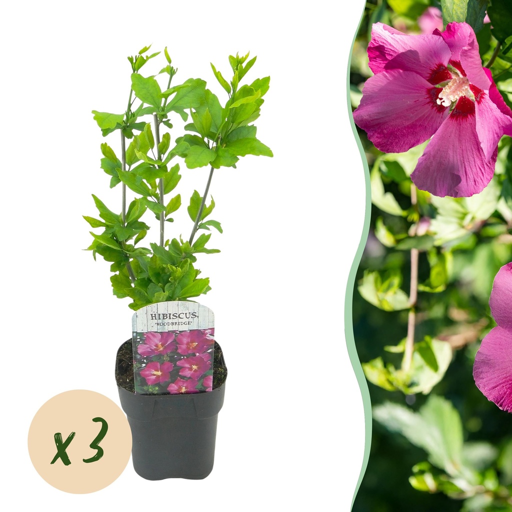 Garden Plant - Hibiscus syriacus Woodbridge - Garden Hibiscus - Hardy - Pink - 3 Plants - Pot 17cm - Height 45cm