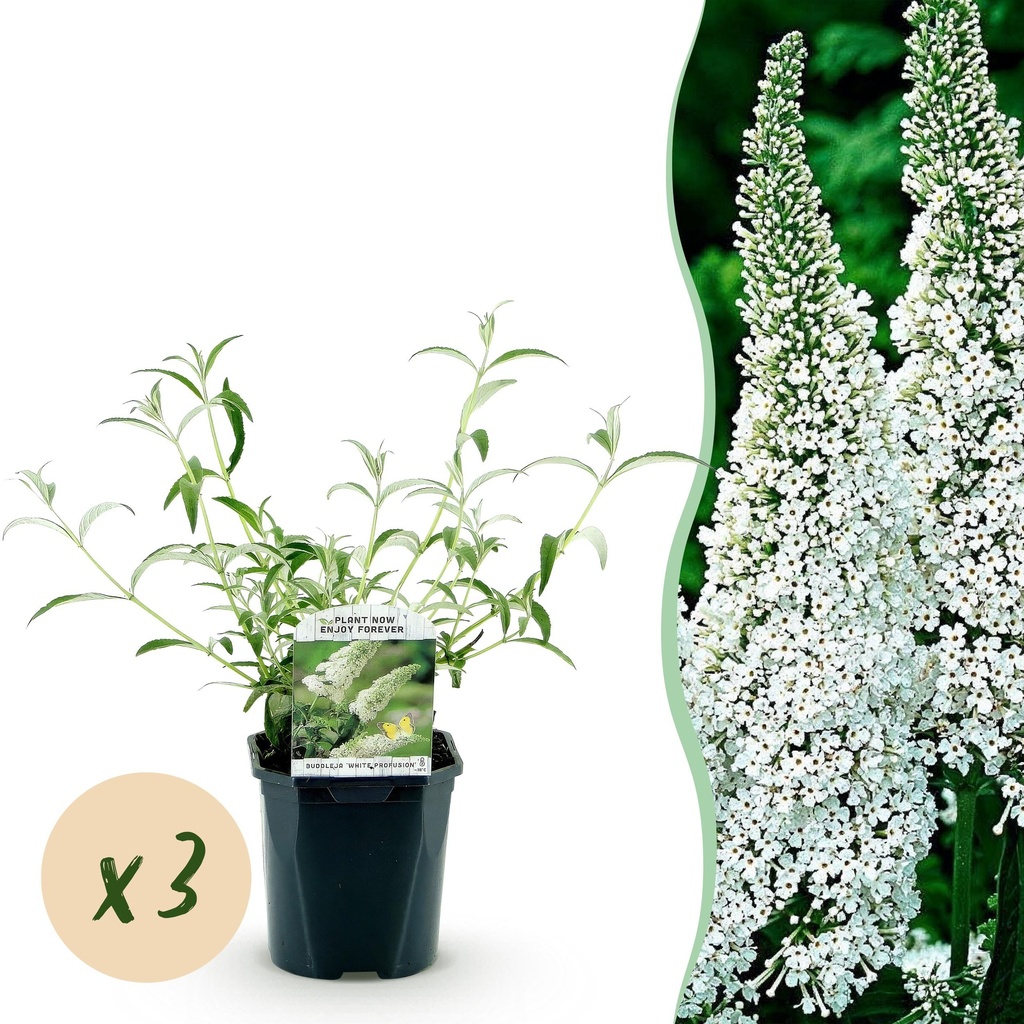 Garden Plant - Buddleja davidii White Profusion - Butterfly Bush - Hardy - White - 3 Plants - Pot 17cm - Height 45cm
