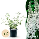Schmetterlingsstrauch (Buddleja davidii) – winterharter Schmetterlingsstrauch, Höhe ca. 17 cm