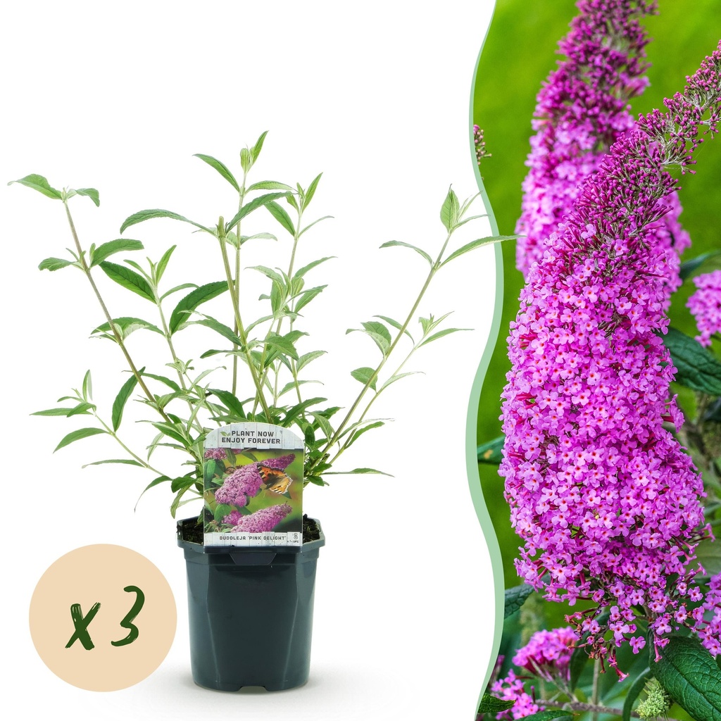 Garden Plant - Buddleja davidii Pink Delight - Butterfly Bush - Hardy - Pink - 3 Plants - Pot 17cm - Height 45cm