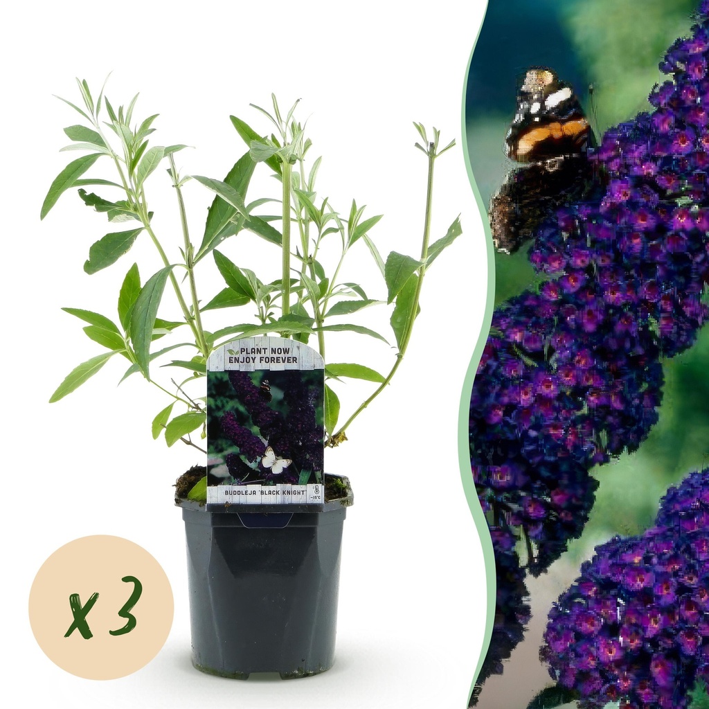 Garden Plant - Buddleja davidii Black Night - Butterfly Bush - Hardy - Purple - 3 Plants - Pot 17cm - Height 45cm