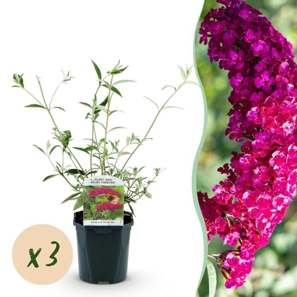 Garden Plant - Buddleja davidii Royal Red - Butterfly Bush - Winter Hardy - Red - 3 Plants - Pot 17cm - Height 45cm
