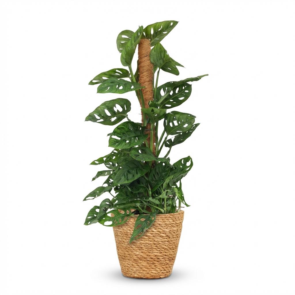 Zimmerpflanze - Monkey Mask - Monstera Adansonii Moosstab - Grün - Pflegeleicht - 1 Pflanze - mit Korb - Topf 19cm - Höhe 90cm