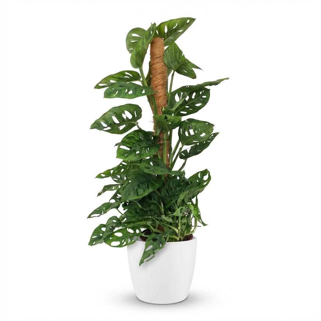 Zimmerpflanze - Monkey Mask - Monstera Adansonii Moosstab - Grün - Pflegeleicht - 1 Pflanze - mit weißem Übertopf - Topf 19cm - Höhe 90cm
