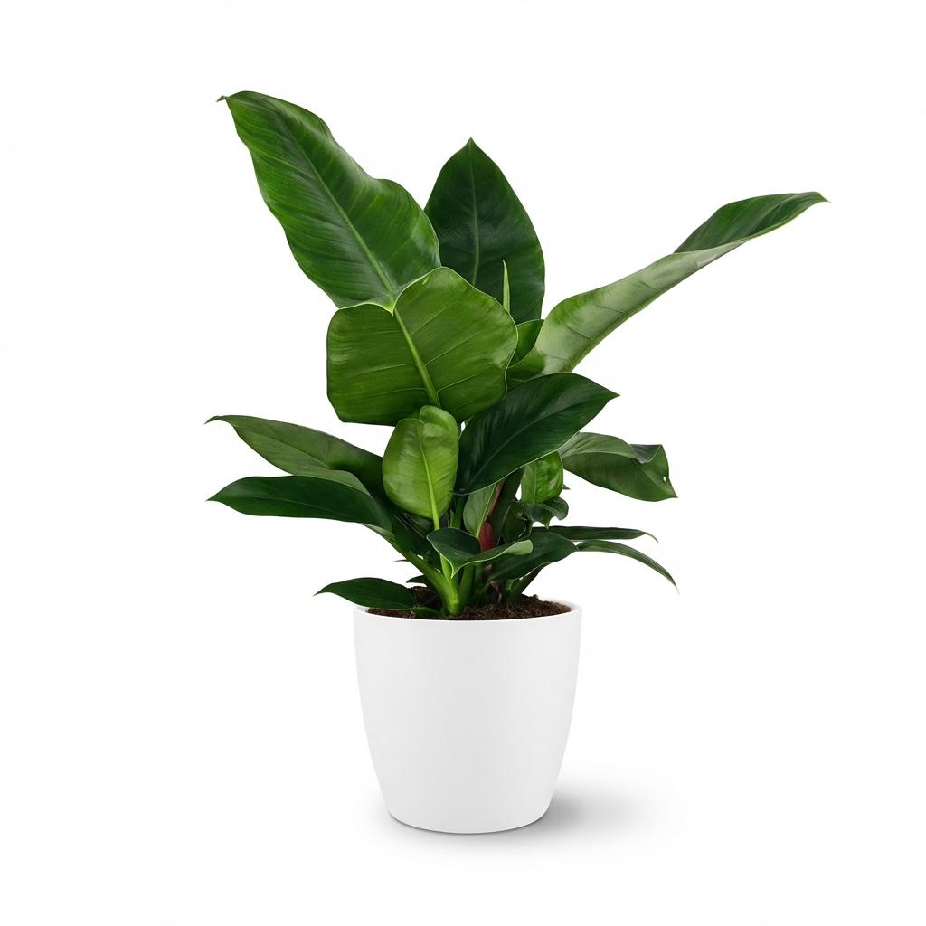 Zimmerpflanze - Philodendron - Philodendron Imperial Green - Grün - Pflegeleicht - 1 Pflanze - mit weißem Übertopf - Topf 19cm - Höhe 65cm