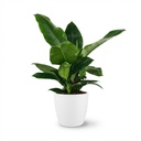 Zimmerpflanze - Philodendron - Philodendron Imperial Green - Grün - Pflegeleicht - 1 Pflanze - mit weißem Übertopf - Topf 19cm - Höhe 65cm