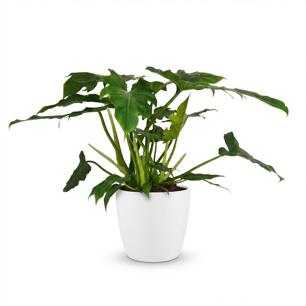 Zimmerpflanze - Philodendron - Philodendron Lacerum - Grün - Pflegeleicht - 1 Pflanze - mit weißem Übertopf - Topf 19cm - Höhe 65cm