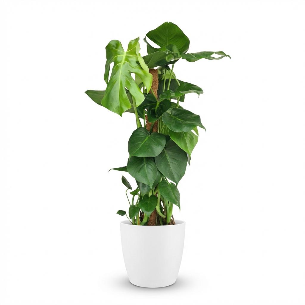 Zimmerpflanze - Fensterblatt - Monstera Deliciosa Moosstab - Grün - Pflegeleicht - 1 Pflanze - mit Übertopf Weiß - Topf 19cm - Höhe 90cm