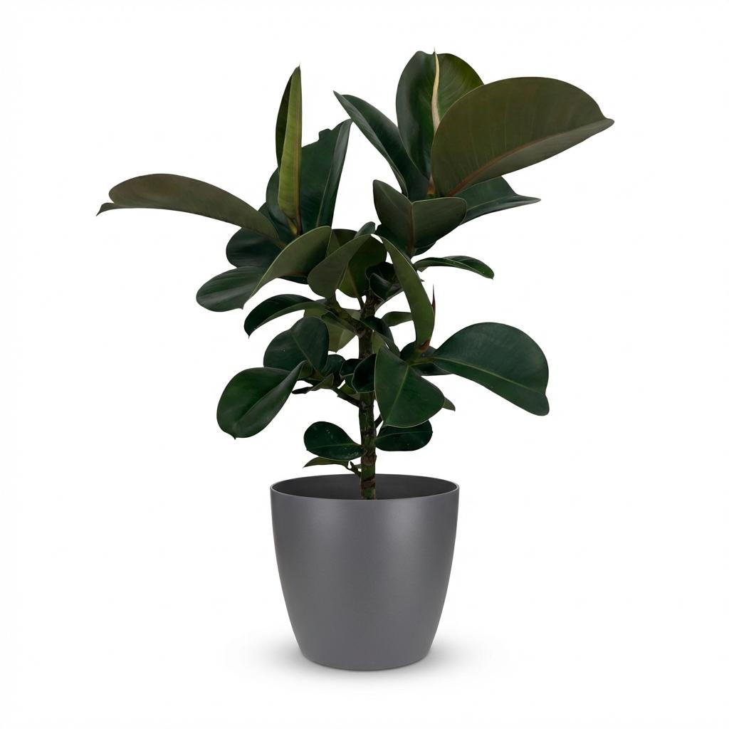 Zimmerpflanze - Gummibaum - Ficus Elastica Cloe - Grün - Pflegeleicht - 1 Pflanze - mit Potter Grau - Topf 19cm - Höhe 65cm