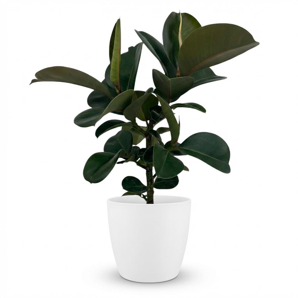 Zimmerpflanze - Gummibaum - Ficus Elastica Cloe - Grün - Pflegeleicht - 1 Pflanze - mit weißem Übertopf - Topf 19cm - Höhe 65cm