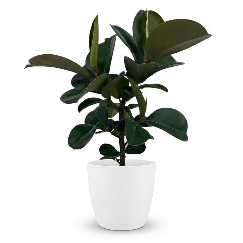 Zimmerpflanze - Gummibaum - Ficus Elastica Cloe - Grün - Pflegeleicht - 1 Pflanze - mit weißem Übertopf - Topf 19cm - Höhe 65cm