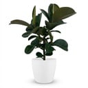 Zimmerpflanze - Gummibaum - Ficus Elastica Cloe - Grün - Pflegeleicht - 1 Pflanze - mit weißem Übertopf - Topf 19cm - Höhe 65cm