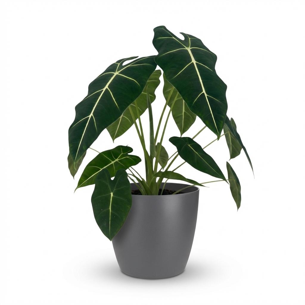 Zimmerpflanze - Elefantenohr - Alocasia Frydek - Grün - Pflegeleicht - 1 Pflanze - mit Potter Grau - Topf 19cm - Höhe 60cm