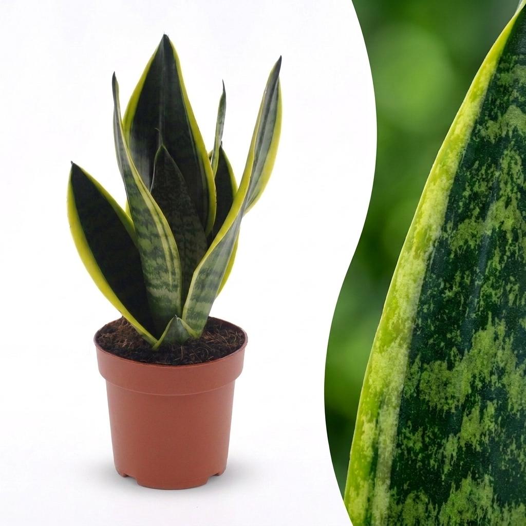Sansevieria Future Superb - Bogenhanf - 1 Plant - Topf 12cm - Höhe - 35cm