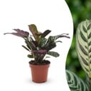 Korbmarante (Ctenanthe burle-marxii) – pflegeleichte Zimmerpflanze, Höhe ca. 12 cm