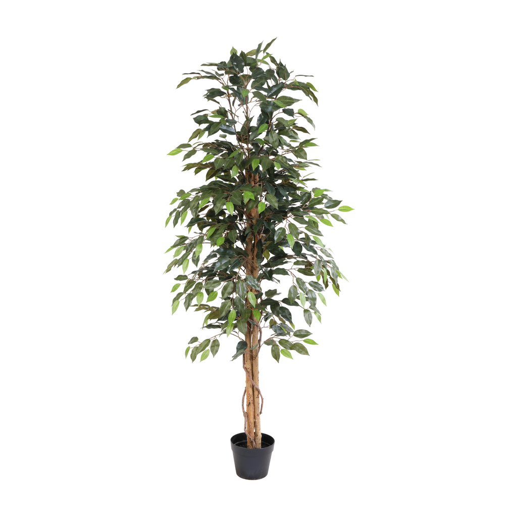 Künstlicher Ficus Benjamina - 160 cm