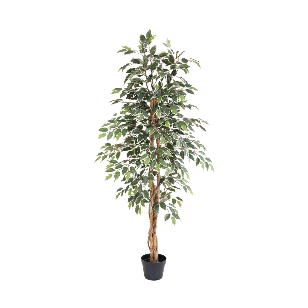 Künstliche Ficus benjamina variegata - 160cm