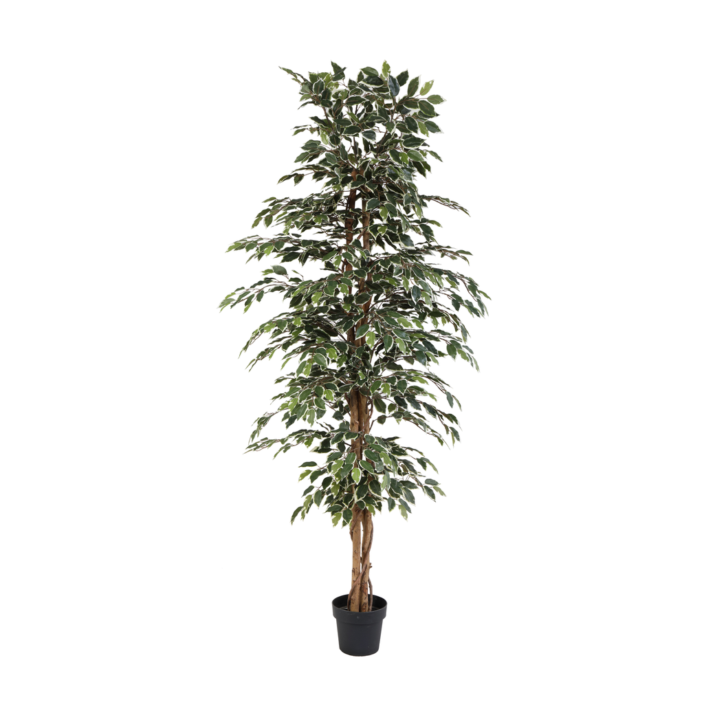 Künstliche Ficus benjamina variegata - 205cm