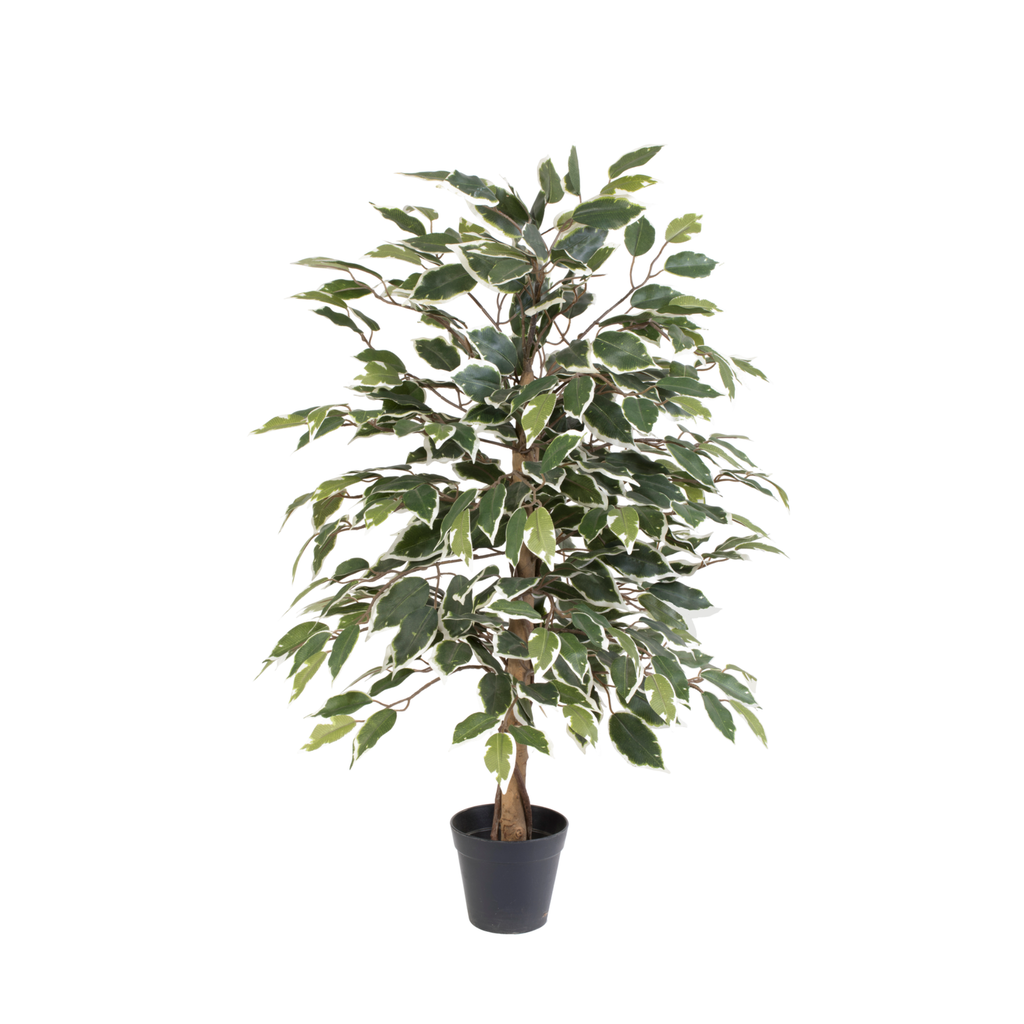 Künstlicher Ficus benjamina variegata - 85cm