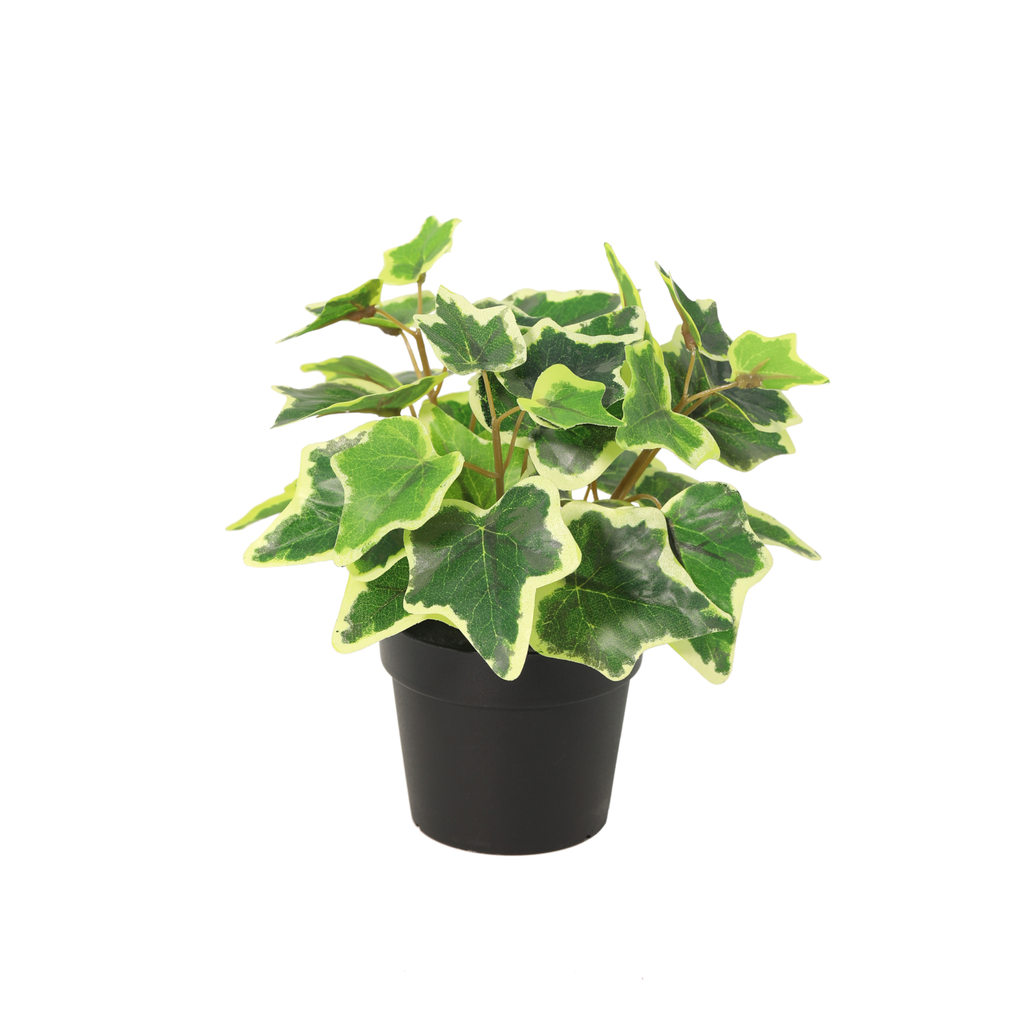 Künstlicher Weißer Efeu - 19cm