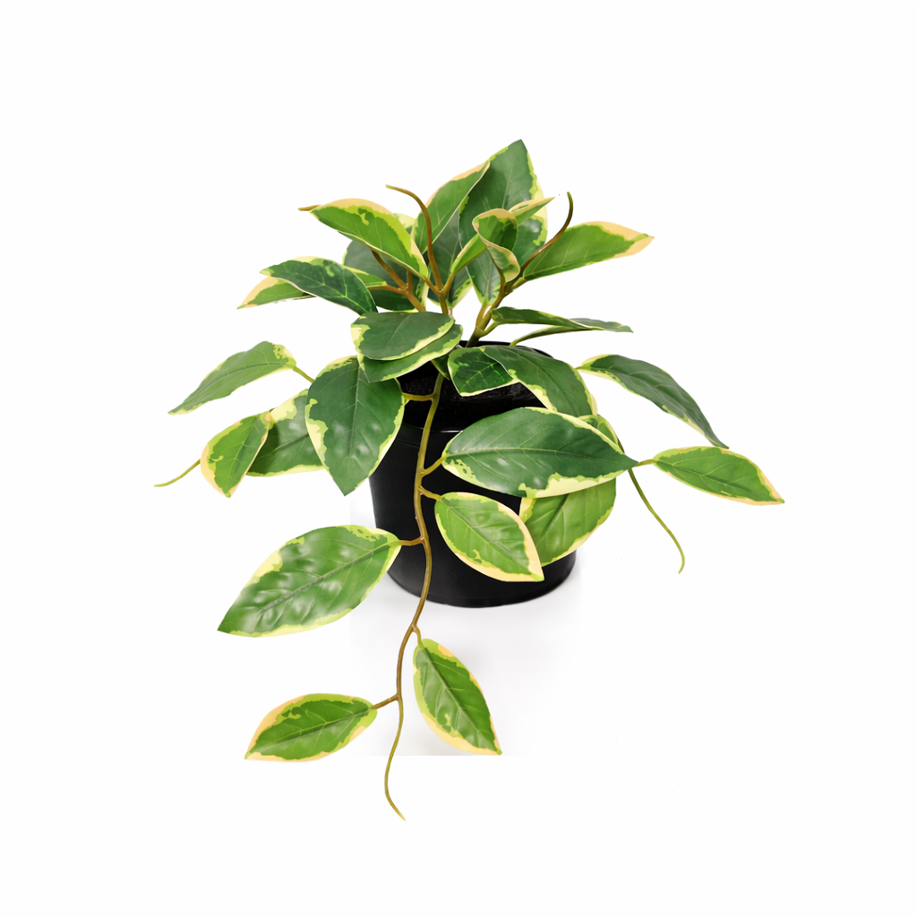 Künstliche Hoya Variegata - 23cm