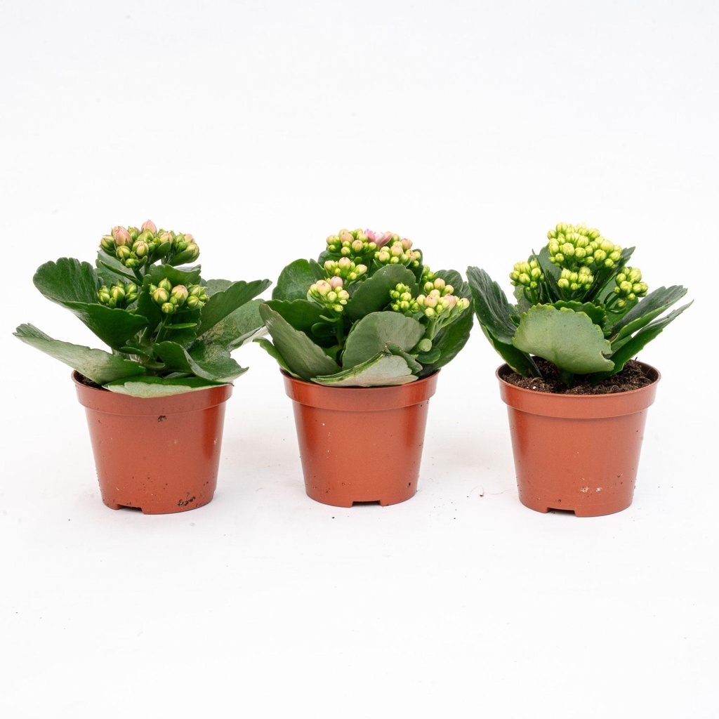 3x Kalanchoë - Topfgröße 7 cm - ↑ 15 cm
