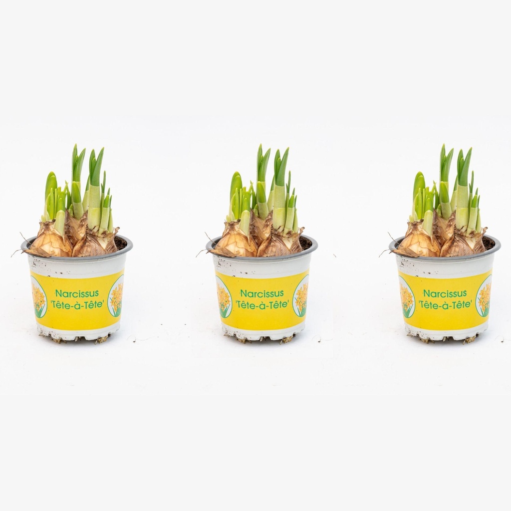 Tête-à-tête Narzisse (Narcissus ‘tête-à-tête’) – pflegeleichte Zimmerpflanze, Höhe ca. 20 cm