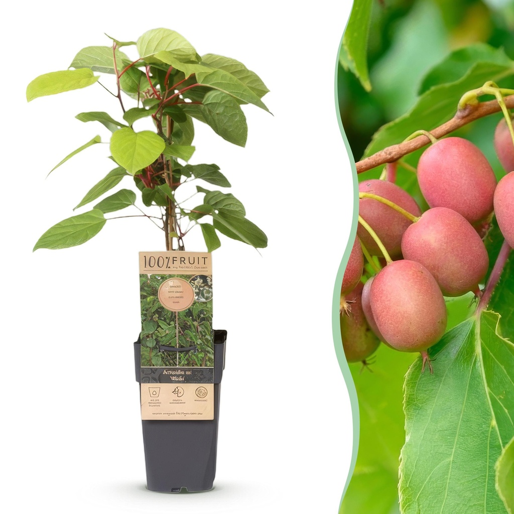 Fruchtpflanze - Actinidia arguta Weiki - Kiwi-Pflanze - Männlich - Rote - Lila Früchte - 1 Pflanze - Topf 15cm - Höhe 50cm
