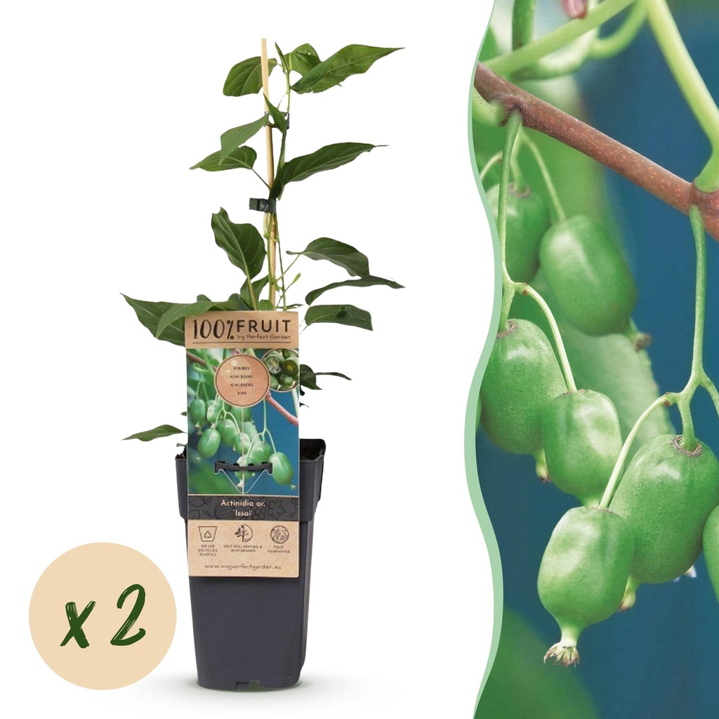 Fruit plant - Actinidia arguta Issai - Kiwi plant - Self-pollinating - Green Fruit - 2 Plants - Pot 15cm - Height 50cm