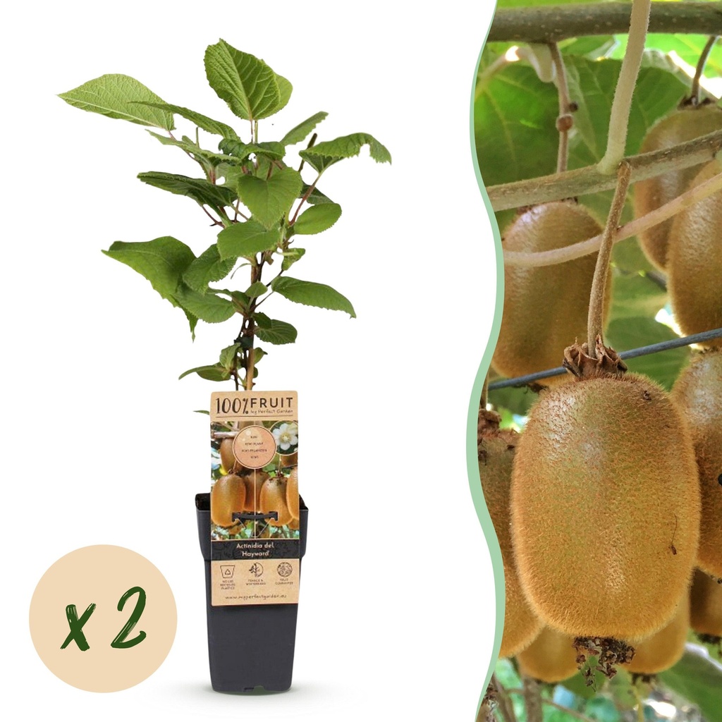 Fruit plant - Actinidia deliciosa Hayward - Kiwi plant - Female - Green Fruit - 2 Plants - Pot 15cm - Height 50cm