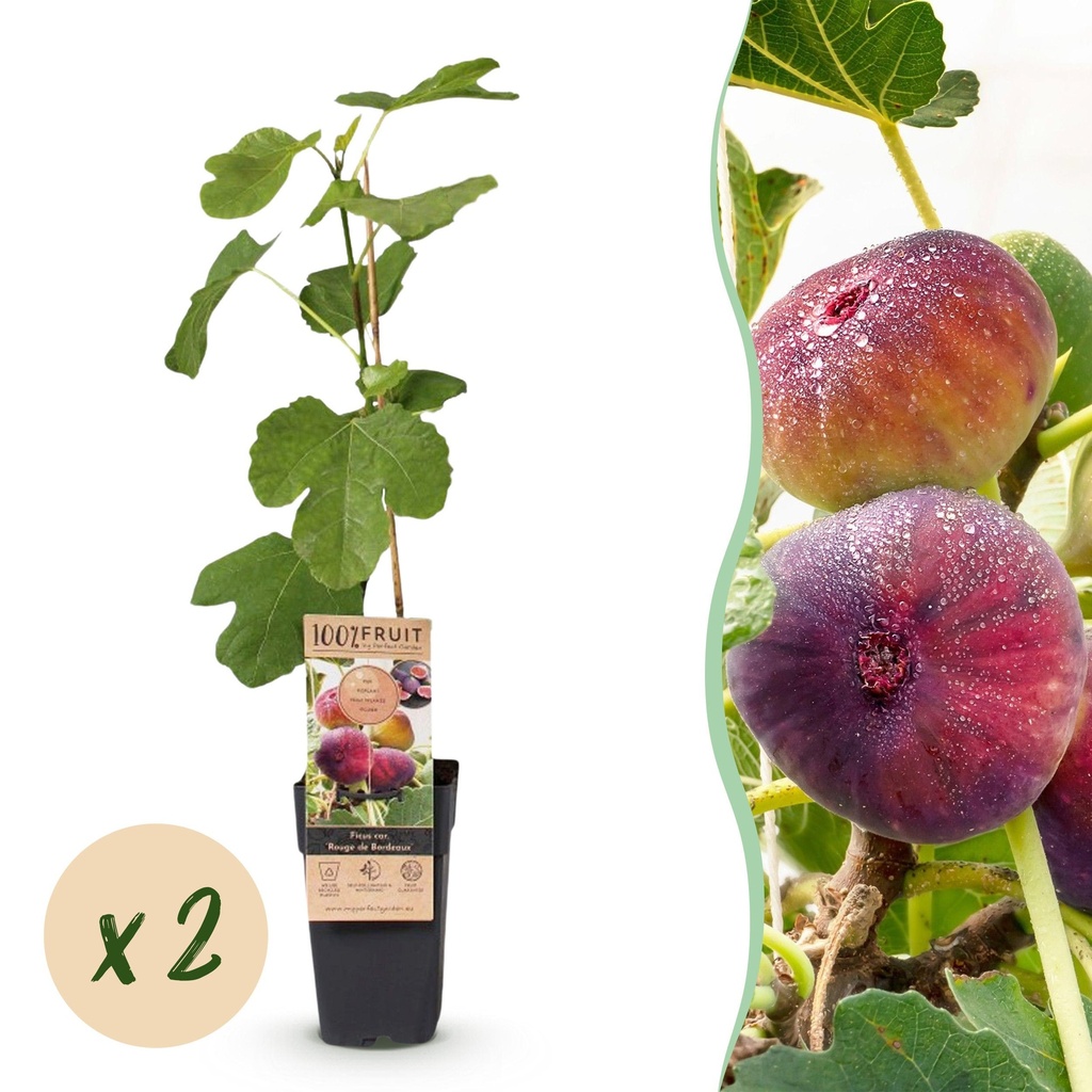 Fruit Plant - Ficus carica Rouge de Bordeaux - Fig Tree - Winter Hardy - Purple Fruit - 2 Plants - Pot 15cm - Height 50cm