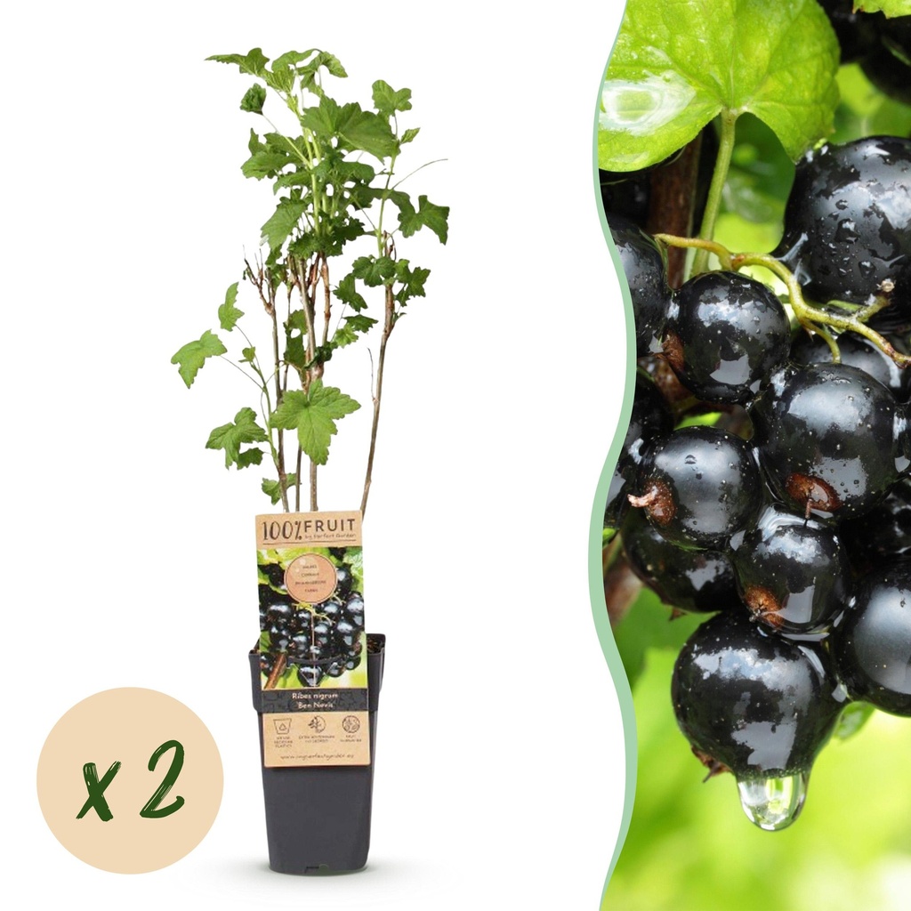 Fruit plant - Ribes nigrum Ben Nevis - Berry plant - Winter hardy - Blackcurrant - 2 Plants - Pot 15cm - Height 50cm