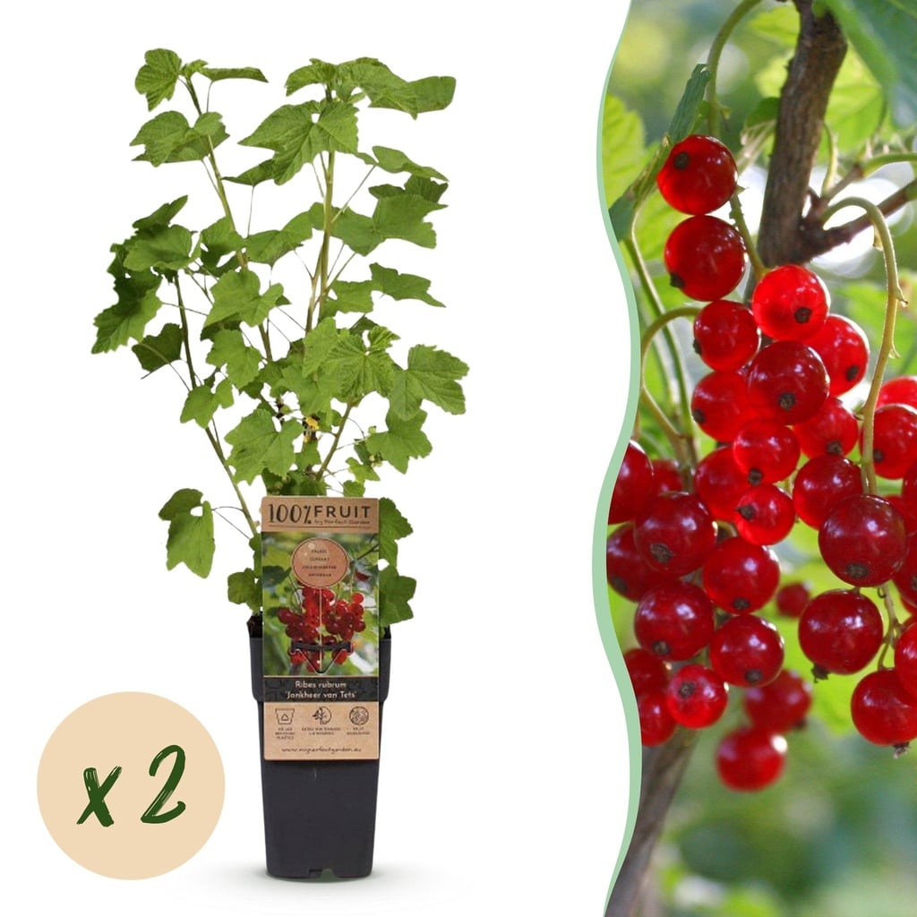 Fruit plant - Ribes rubrum Jonkheer van Tets - Berry Plant - Hardy - Red Currant - 2 Plants - Pot 15cm - Height 50cm