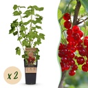 Fruchtpflanze (Fruit plant) – winterharte Obstpflanze, Höhe ca. 15 cm
