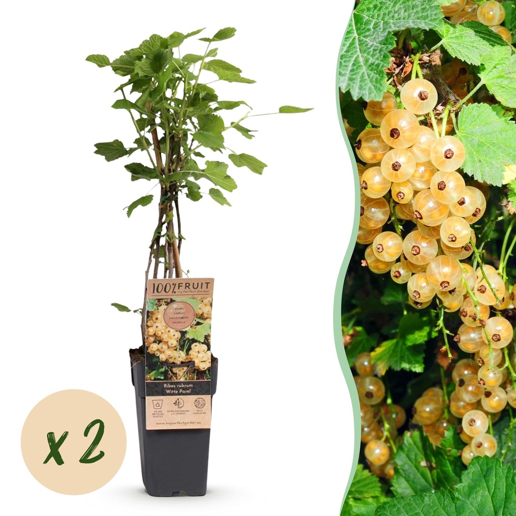 Fruit Plant - Ribes rubrum Witte Parel - Berry Plant - Hardy - White Currant - 2 Plants - Pot 15cm - Height 50cm