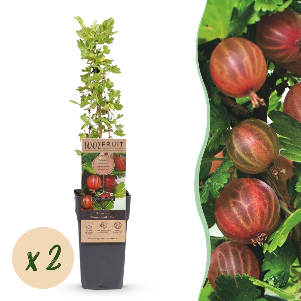 Fruit Plant - Ribes uva-crispa Hinnonmäki Röd - Gooseberry - Hardy - Red Currant - 2 Plants - Pot 15cm - Height 50cm