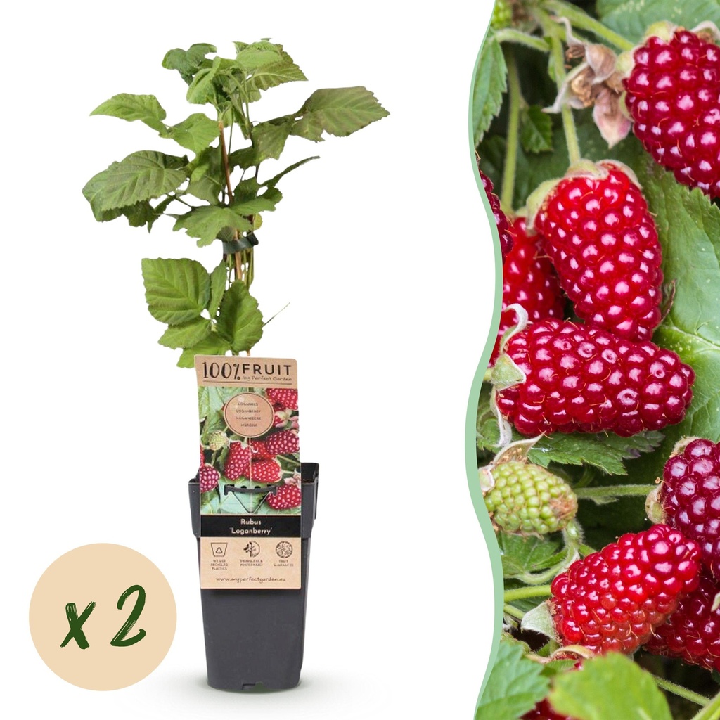 Fruit Plant - Rubus Thornless Loganberry - Thornless Raspberry - Hardy - Red Fruit - 2 Plants - Pot 15cm - Height 50cm