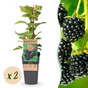 Fruit Plant - Rubus occ. Black Jewel - Blackberry Plant - Hardy - Black Raspberry - 2 Plants - Pot 15cm - Height 50cm