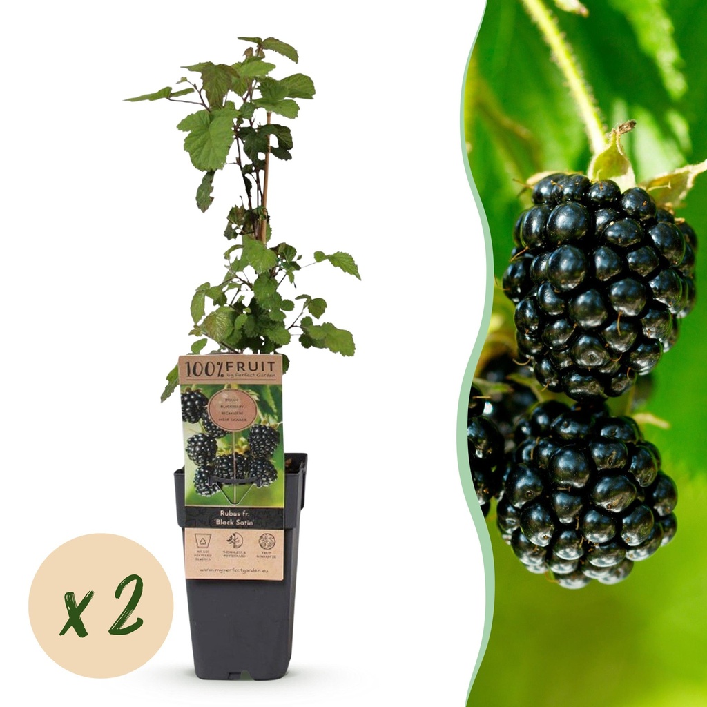 Fruit Plant - Rubus fruticosus Black Satin - Blackberry Plant - Hardy - Black Raspberry - 2 Plants - Pot 15cm - Height 50cm