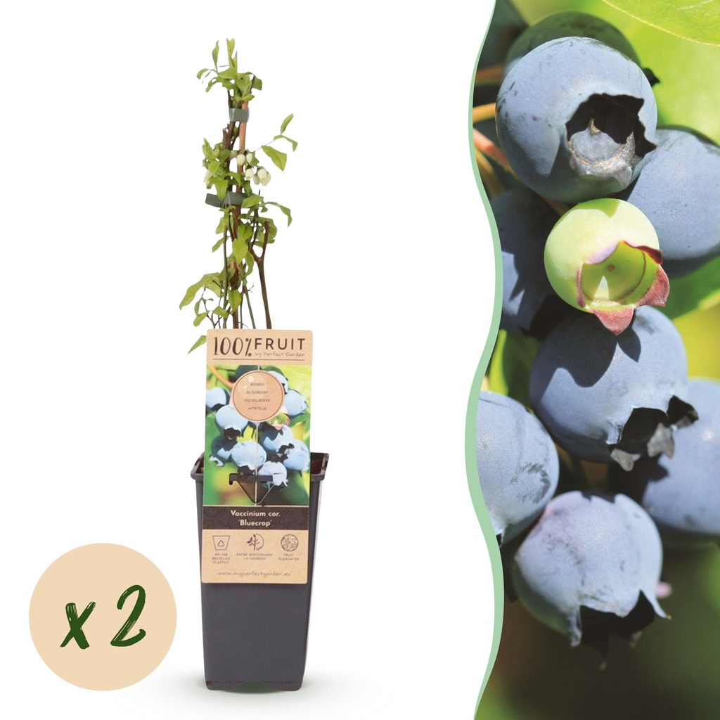 Fruit plant - Vaccinium corymbosum Bluecrop - Blueberry - Hardy - Blue Berry - 2 Plants - Pot 15cm - Height 50cm