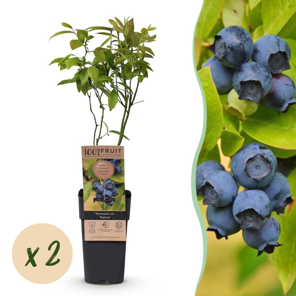 Fruit Plant - Vaccinium corymbosum Patriot - Blueberry - Hardy - Blue Berry - 2 Plants - Pot 15cm - Height 50cm