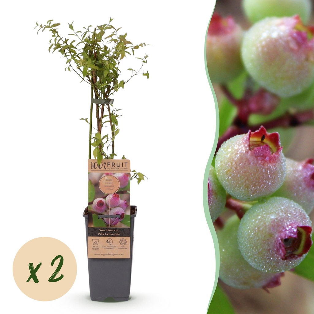 Fruit plant - Vaccinium cor. Pink Lemonade - Pink Blueberry - Winter-hardy - Pink Berry - 2 Plants - Pot 15cm - Height 50cm