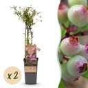Fruchtpflanze (Fruit plant) – winterharte Obstpflanze, Höhe ca. 15 cm