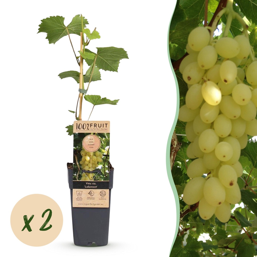 Fruit plant - Vitis vinifera Lakemont - Grape plant - Winter hardy - Golden Yellow Grape - 2 Plants - Pot 15cm - Height 50cm