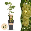 Fruit plant - Vitis vinifera Lakemont - Grape plant - Winter hardy - Golden Yellow Grape - 2 Plants - Pot 15cm - Height 50cm