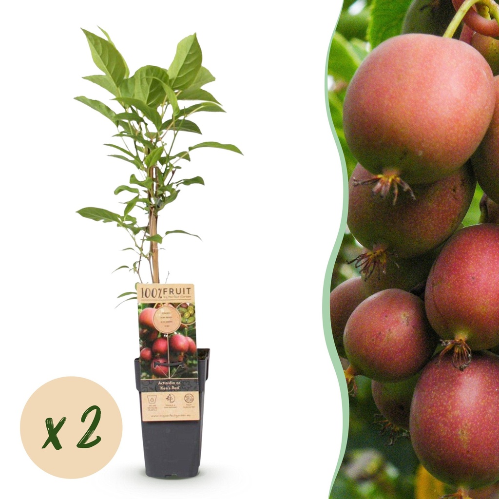 Fruit Plant - Actinidia deliciosa Ken's Red - Kiwi Plant - Female - Red Fruit - 2 Plants - Pot 15cm - Height 50cm