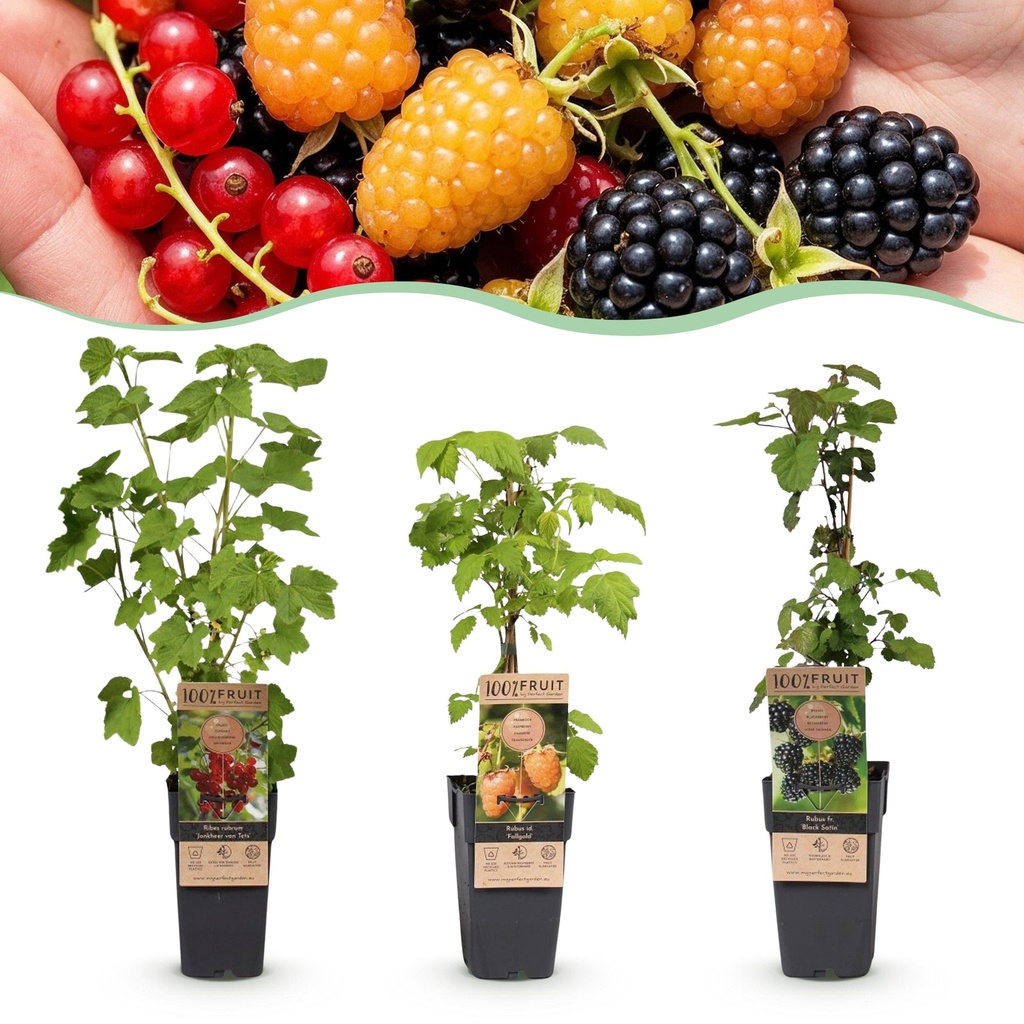 Fruit plant - Ribes-Rubes Mix - Tricolour - Hardy - Red Currant - Black Raspberry - Yellow Raspberry - 3 Plants - Pot 15cm - Height 50cm
