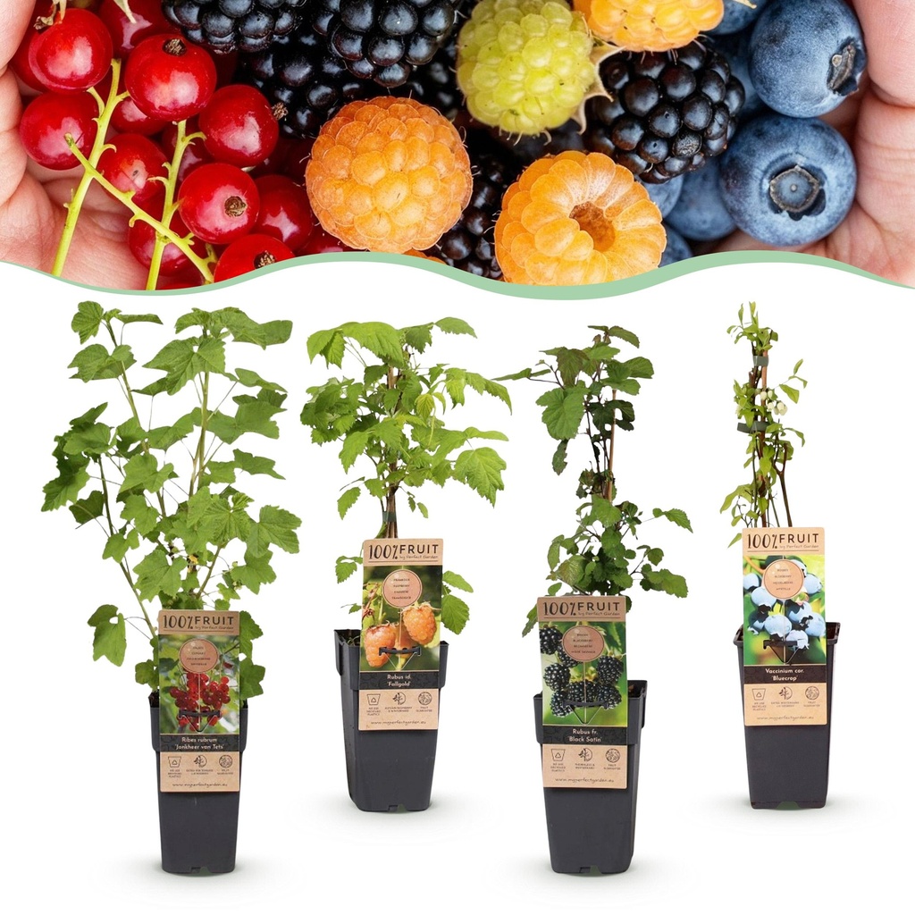 Fruit Plant - Ribes - Rubes-Vaccinium Mix - Rainbow - Hardy - Red Currant - Black Raspberry - Yellow Raspberry - Blueberry - 4 Plants - Pot 15cm - Height 50cm