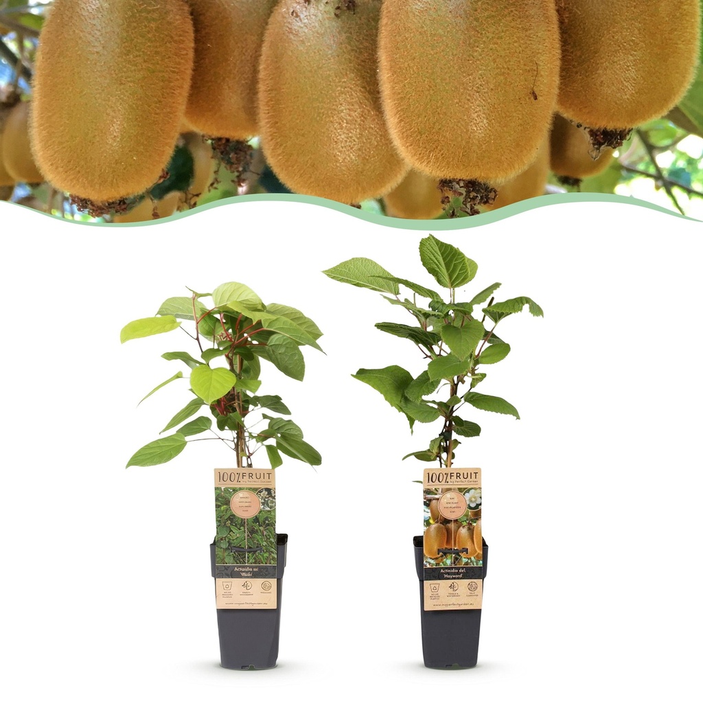 Fruit Plant - Actinidia Weiki & Hayward - Kiwi Plant - 1 Male - 1 Female - Plants - Green - Pot 15cm - Height 50cm